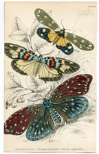 Plate 3 Eterusia tricolor, etc.